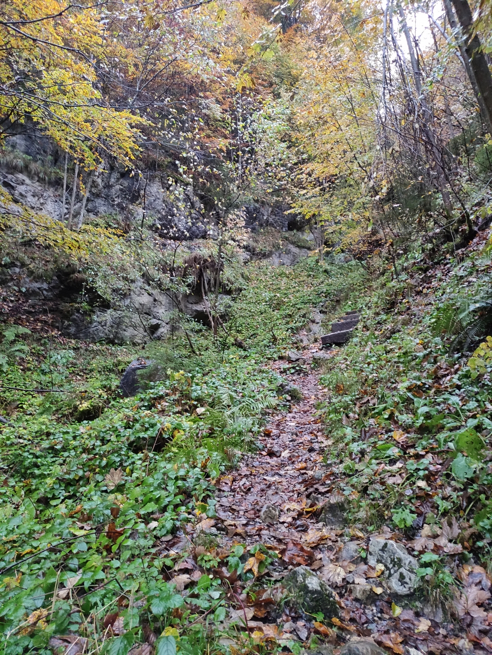 Der Mandlsteig kurz nach dem Ende der Forststraße