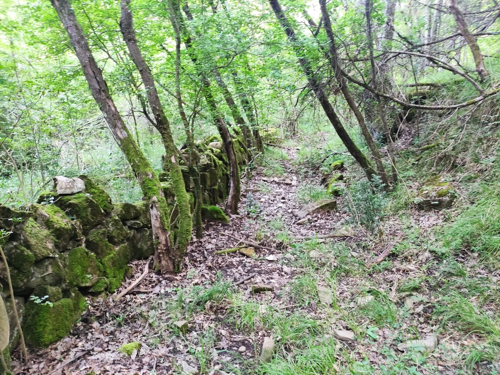 Alter Karrenweg hoch zum Dvorina-Gipfel