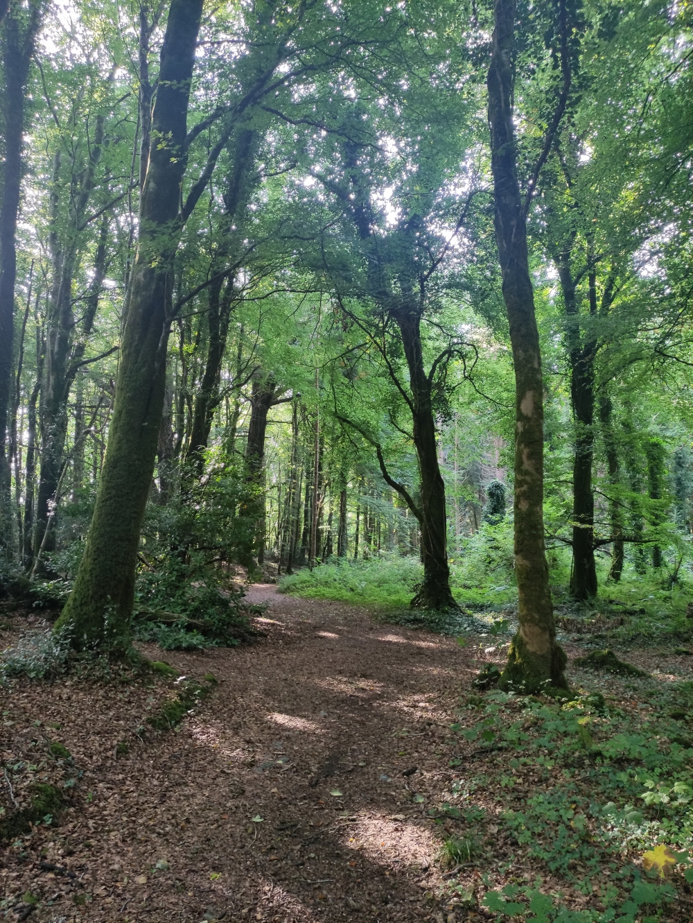 Waldweg